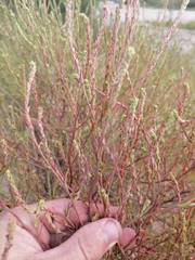 Corispermum declinatum