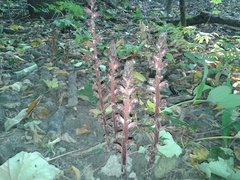 Orobanche laxissima