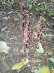 Orobanche laxissima