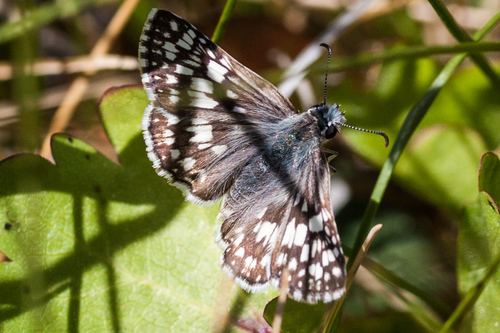 iNaturalist observation photo of Common Checkered-Skipper