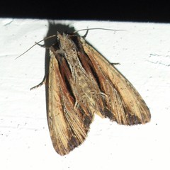 Apamea verbascoides
