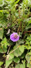 Geranium wallichianum
