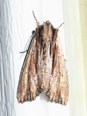 Apamea verbascoides