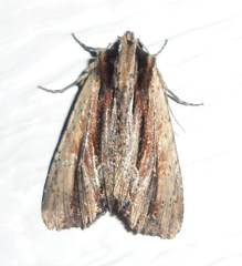 Apamea verbascoides