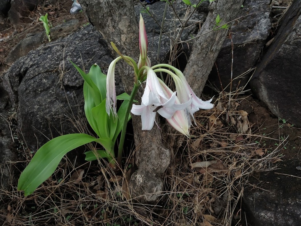 Trinh nữ hoàng cung – Crinum latifolium