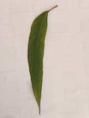 Eucalyptus muelleriana