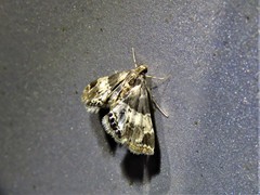 Usingeriessa