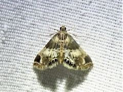 Usingeriessa