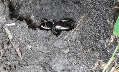 Stenopelmatus minor