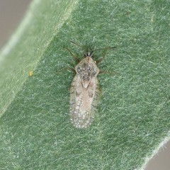 Gargaphia iridescens