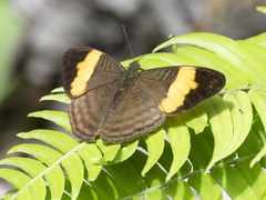 Adelpha