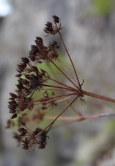 Lichtensteinia trifida