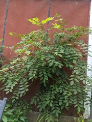 Murraya