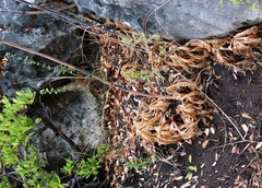 Lichtensteinia trifida