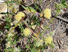 Valerianella coronata