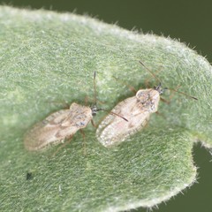 Gargaphia iridescens