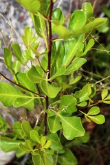 Searsia lucida lucida