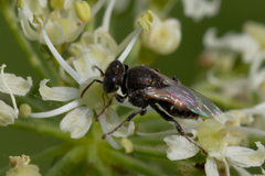 Oxybelus bipunctatus