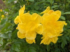 Tecoma stans