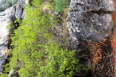 Searsia lucida lucida