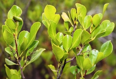 Searsia lucida lucida