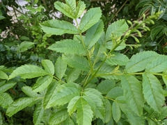 Tecoma stans