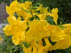 Tecoma stans
