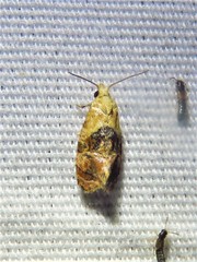 Cochylis bucera