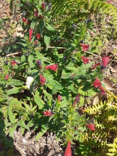 Lax Viper's-bugloss
