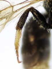 Lasioglossum medinai