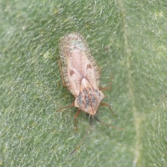 Gargaphia iridescens