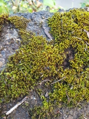 Vinealobryum nicholsonii