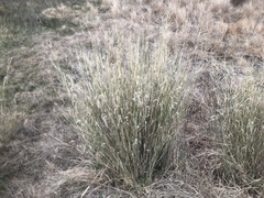 Leptochloa digitata