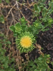 Grindelia nuda