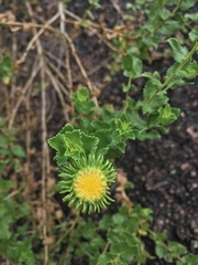 Grindelia nuda