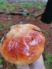 Boletus rubriceps