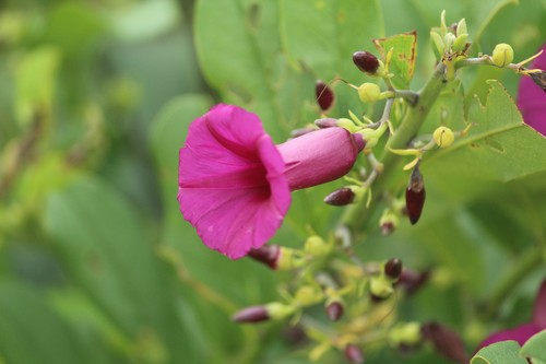Argyreia cuneata (Argyreia cuneata)