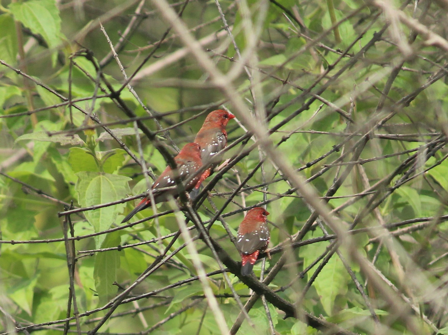 Red Avadavat