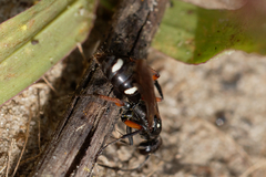 Cryptocheilus versicolor