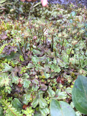 Marchantia foliacea