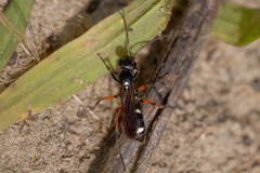 Cryptocheilus versicolor
