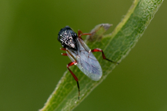 Aspicerinae