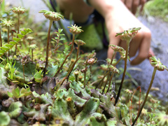 Marchantia foliacea