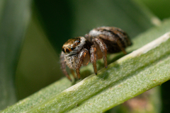 Evarcha arcuata