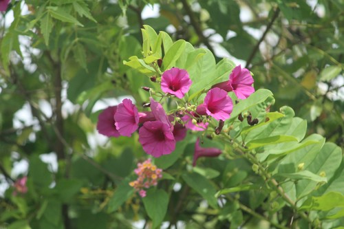 Argyreia cuneata (Argyreia cuneata)