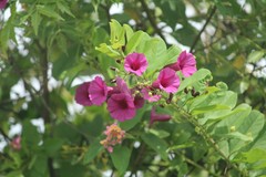 Wedgeleaf sweetwood (Argyreia cuneata)
