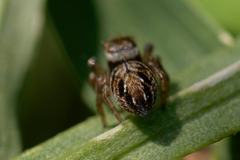 Evarcha arcuata