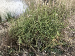 Sclerolaena muricata