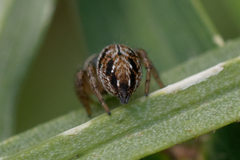 Evarcha arcuata