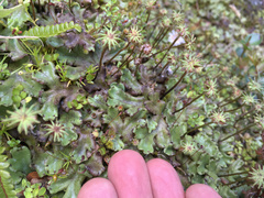 Marchantia foliacea